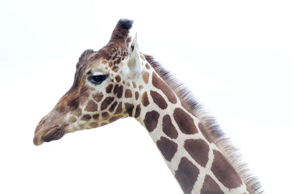 Giraffe hoofd — Stockfoto