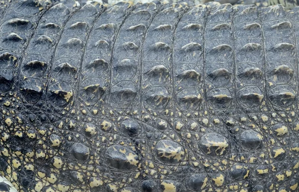 Crocodile closeup abstract of skin — Stock Photo, Image