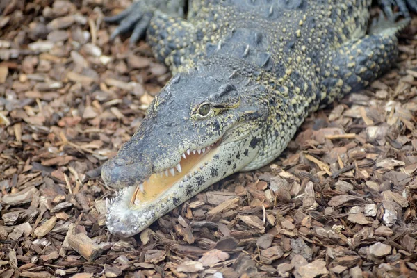 Crocodilo cubano — Fotografia de Stock