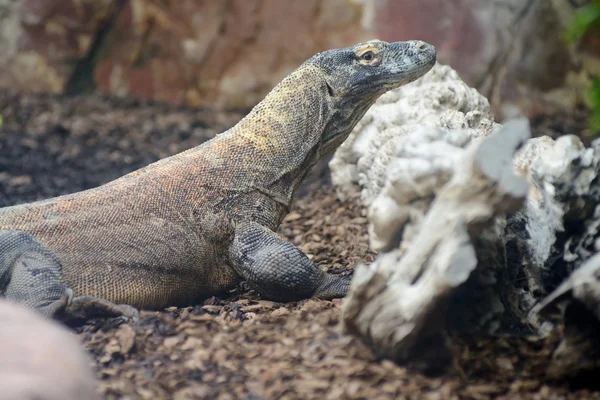 Komodo dragon — Stock Photo, Image