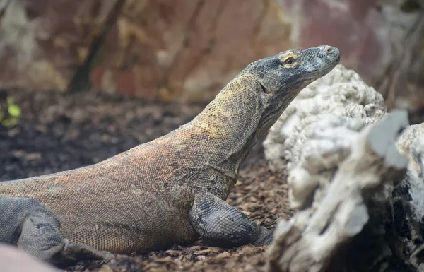 Komodo dragon zbliżenie — Zdjęcie stockowe