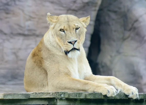 Lioness — Stock Photo, Image