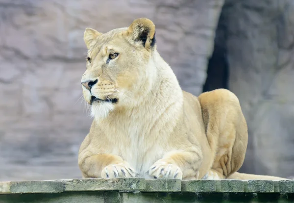 Lioness alert — Stock Photo, Image