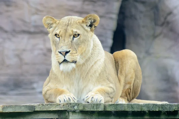 Lioness resting — Stock Photo, Image