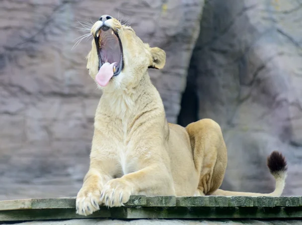 Lioness yawning — Stock Photo, Image