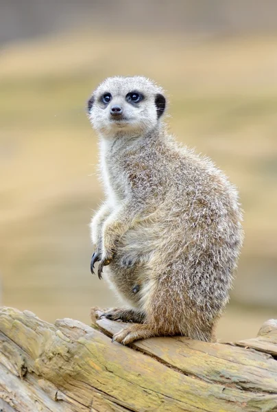 Meerkat alert — Stock Photo, Image