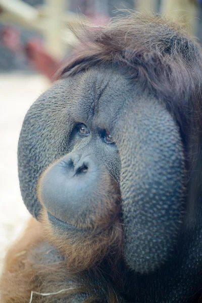 Orangutan cabeça closeup — Fotografia de Stock