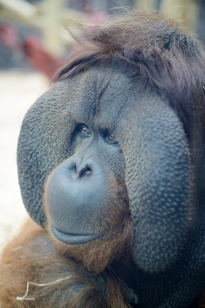 Orangutang ansikte — Stockfoto