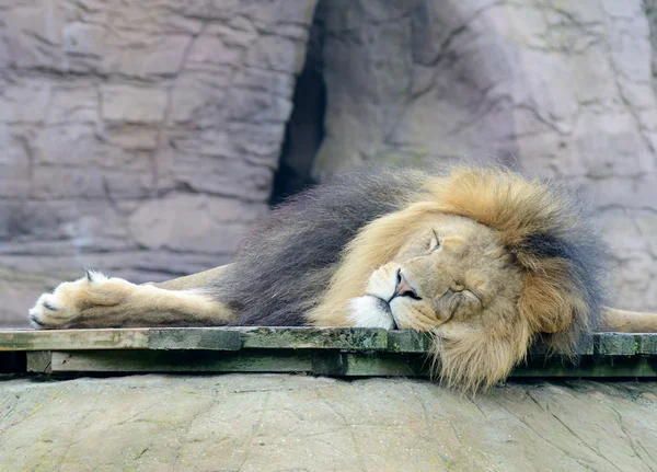 Leão dormindo Fotografias De Stock Royalty-Free