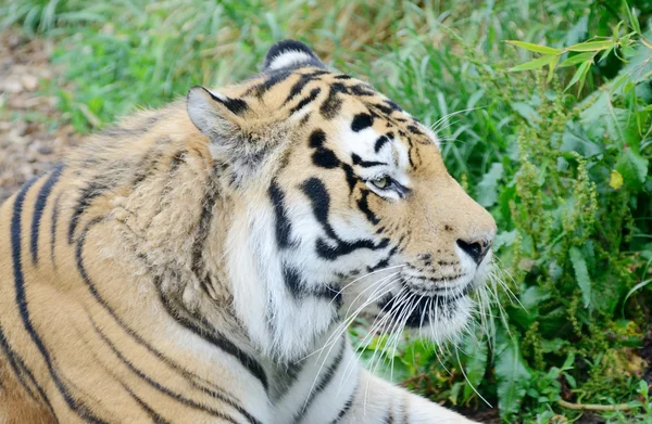 Tiger profil — Stockfoto
