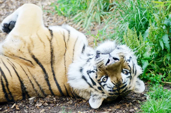 Tiger lekfulla — Stockfoto