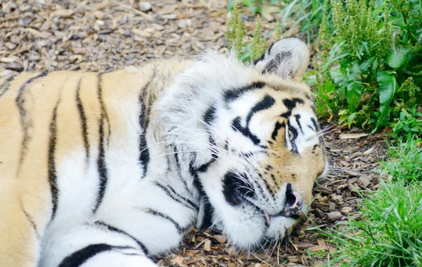 Tigre relajado — Foto de Stock