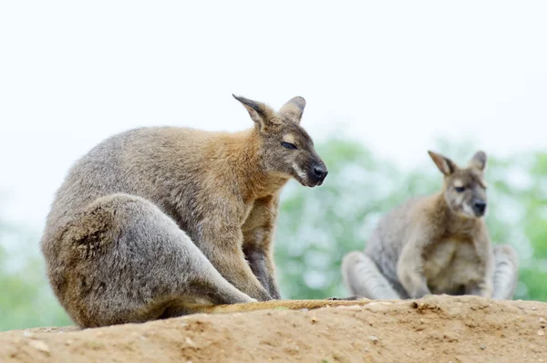 Dwa wallabies — Zdjęcie stockowe