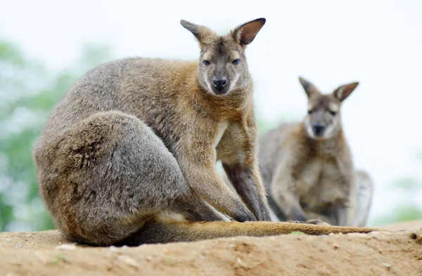 Wallabies. —  Fotos de Stock