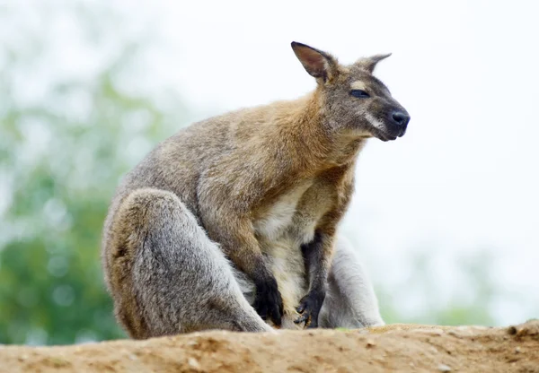 ¡Wallaby! — Foto de Stock