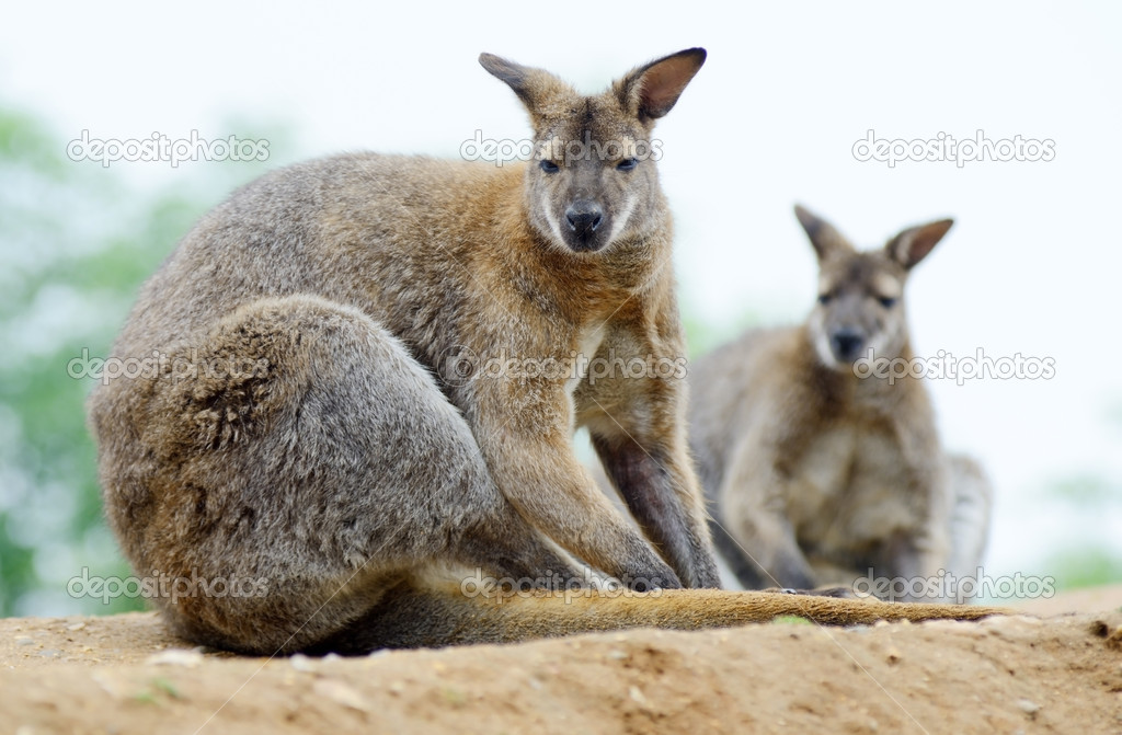 Wallabies