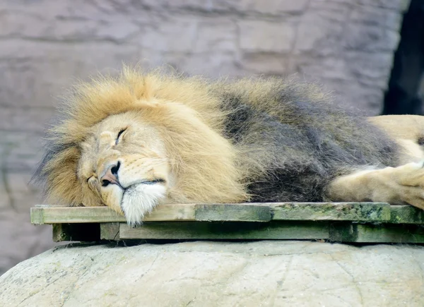 眠っているライオン — ストック写真