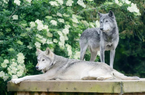 Dos lobos. —  Fotos de Stock