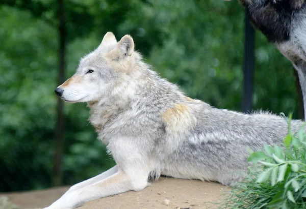 Wolf looking — Stock Photo, Image
