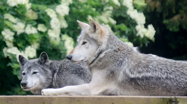 Lobos — Fotografia de Stock