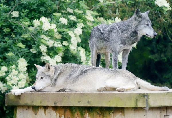 Lobos descansando — Fotografia de Stock