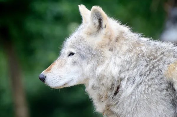 Perfil lobo — Fotografia de Stock