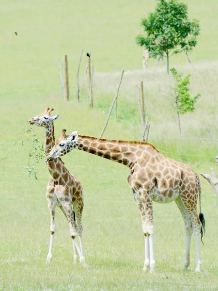 Familia de la jirafa —  Fotos de Stock