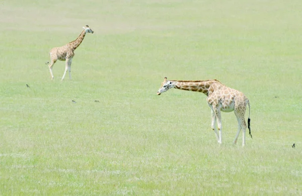 Duas girafas — Fotografia de Stock