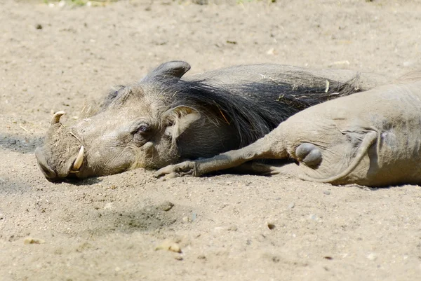 Warthogs Descanso — Foto de Stock