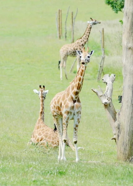 Jovem girafa — Fotografia de Stock