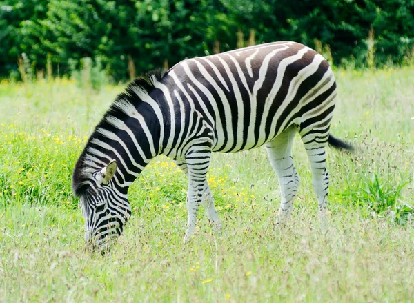 Pastagem de zebra — Fotografia de Stock