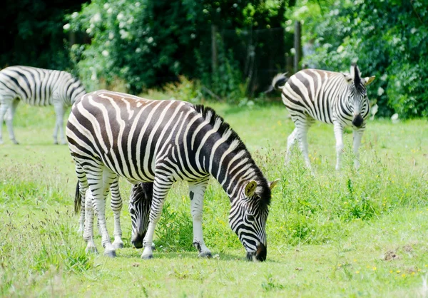 Zebra comendo — Fotografia de Stock