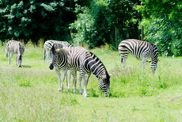 Zebra karmienia — Zdjęcie stockowe