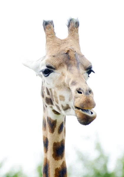 Mastigação de girafa — Fotografia de Stock