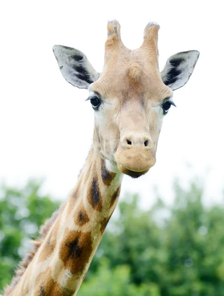 Girafa close-up — Fotografia de Stock