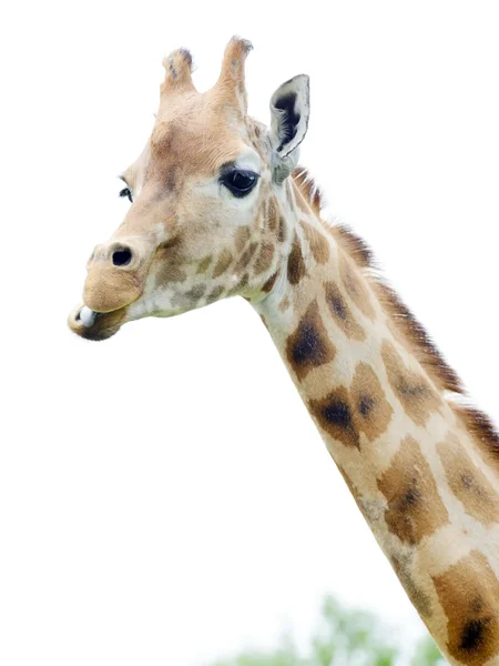 Girafe manger — Photo