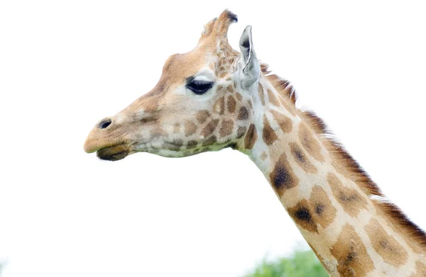 Girafe — Photo