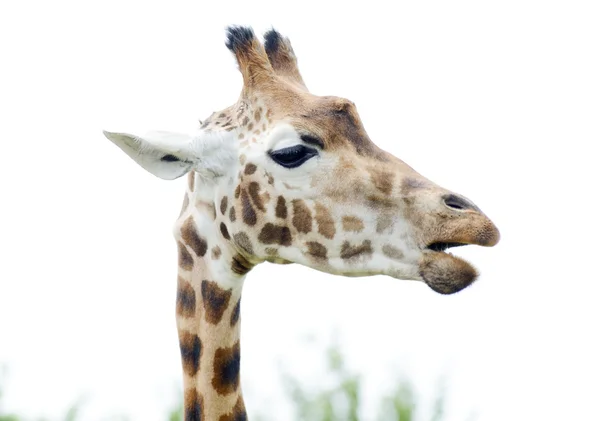 Girafa mastigar — Fotografia de Stock