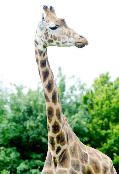 Giraffe hoog — Stockfoto