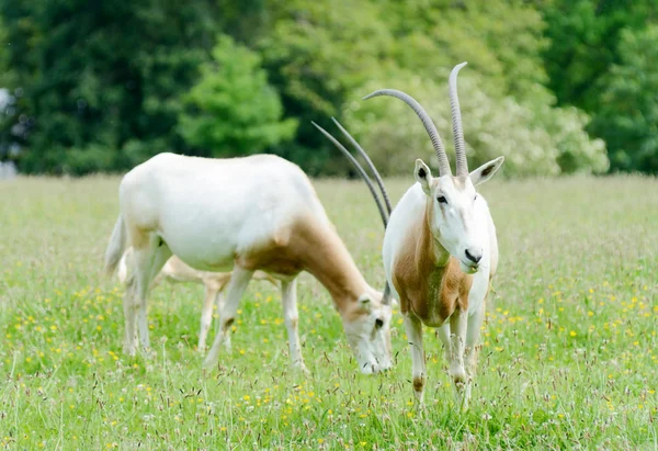 Scimitar oryx rogaty — Zdjęcie stockowe