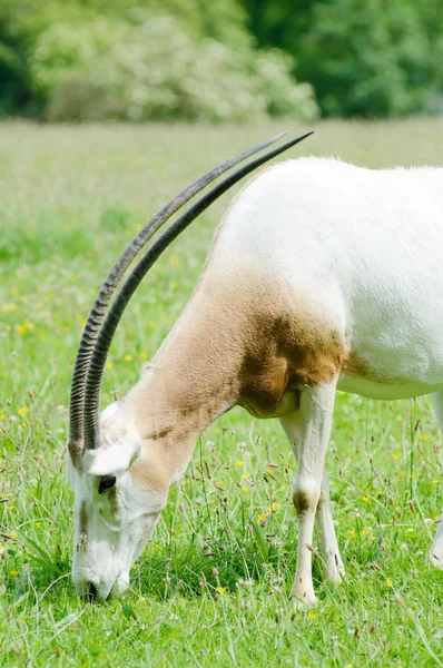 Scimitar rohatou oryx pastva — Stock fotografie