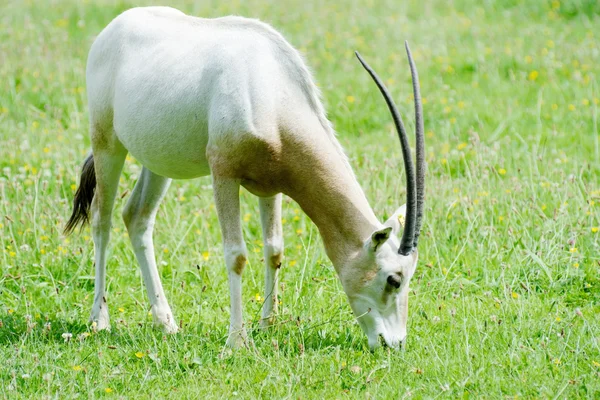 Scimitar szarvas oryx eszik — Stock Fotó