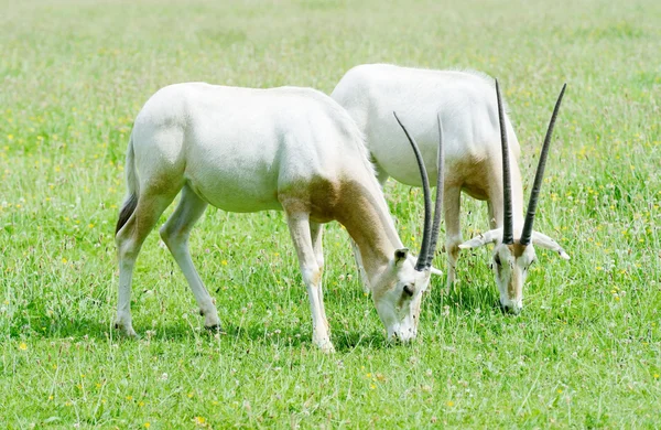Scimitar cornu oryx ensemble — Photo