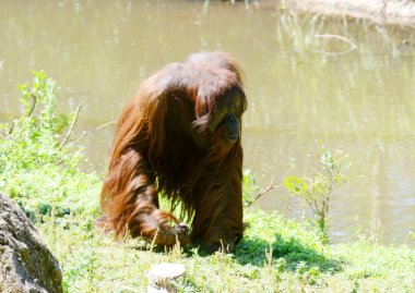 yürüyüş orangutan