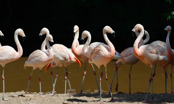 Фламинго в группе — стоковое фото