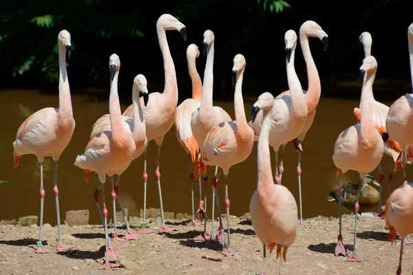 Фламинго на земле — стоковое фото