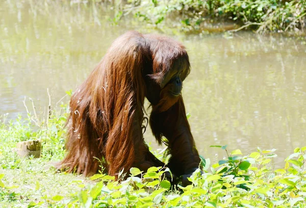 Orangutang ensam — Stockfoto