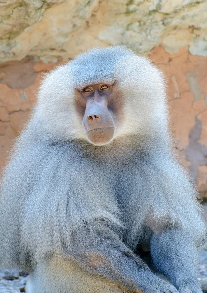 Baboon Closeup — Stock Photo, Image