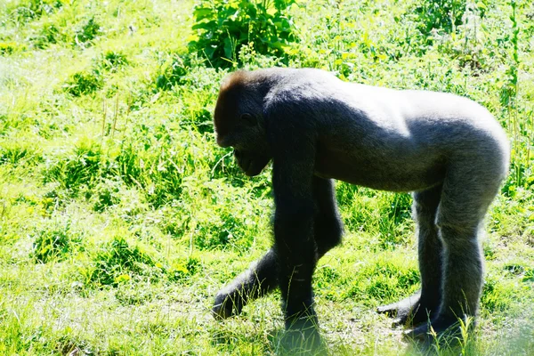 Gorilí samec — Stock fotografie