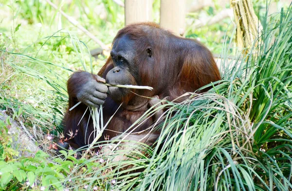 Orangotango mãe comer — Fotografia de Stock